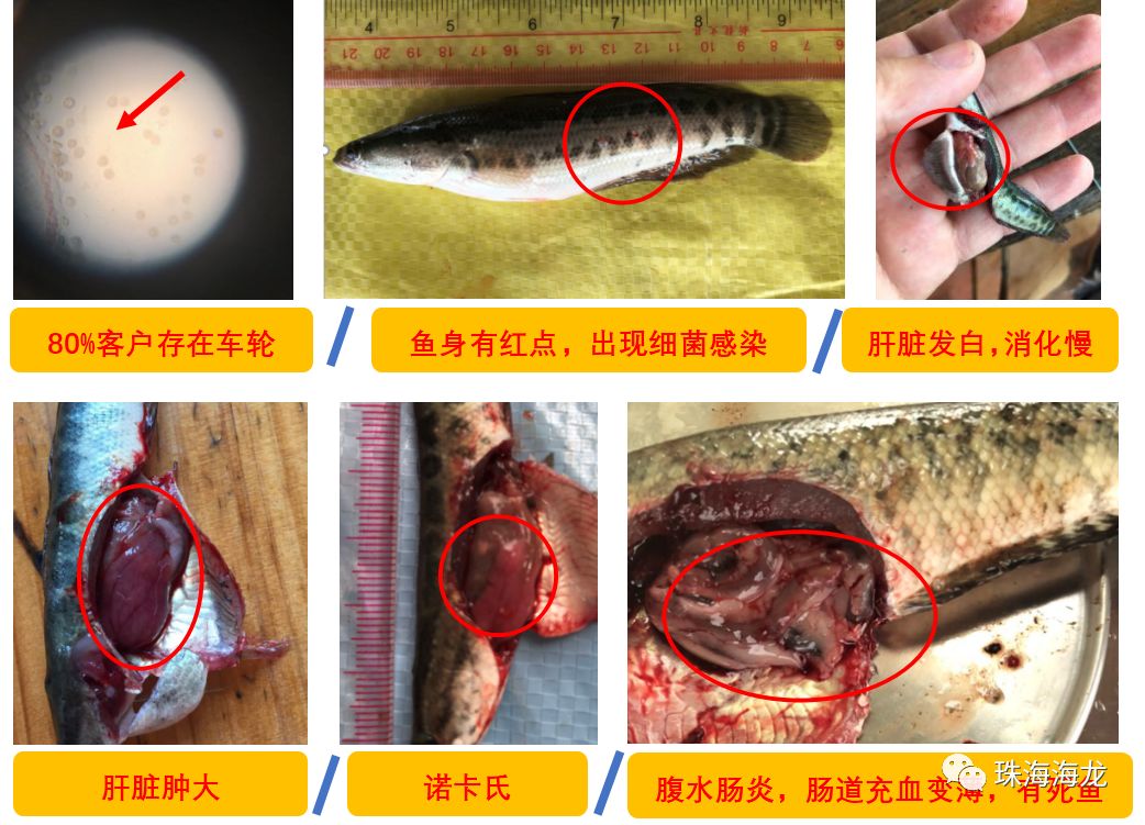 生鱼价格最新行情解析