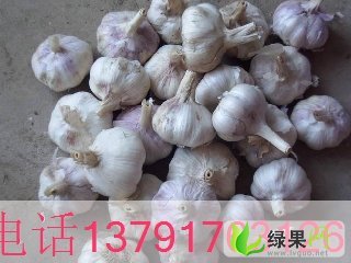 金乡大蒜价格最新动态分析