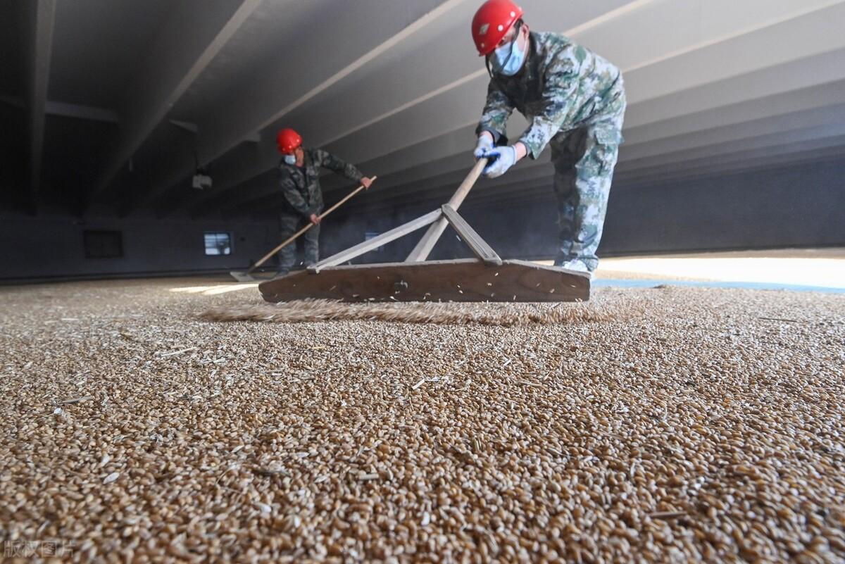 小麦行情最新走势分析，价格动态与市场趋势研究