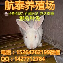 獭兔皮最新价格及市场趋势与影响因素解析