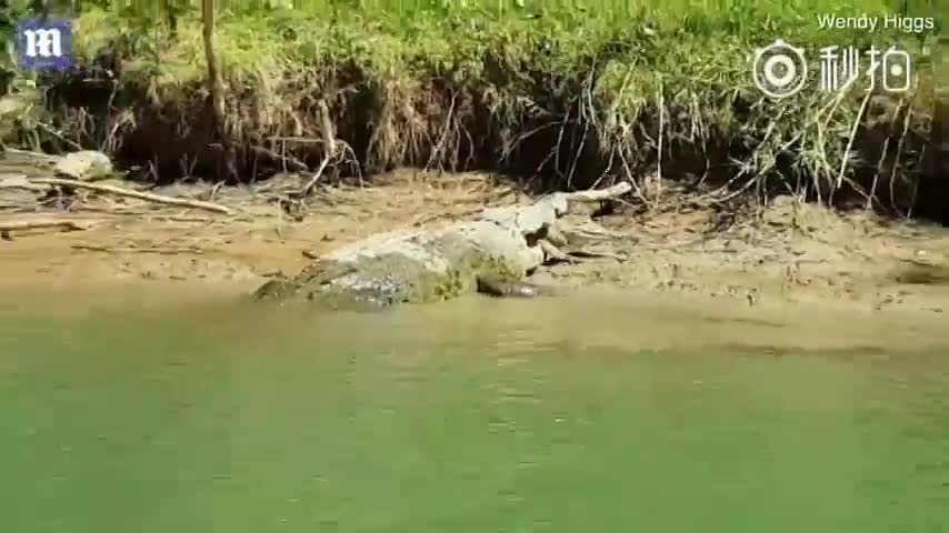 探索神秘水域霸主，最新鳄鱼视频揭秘其生活瞬间