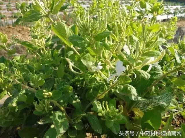 金银花最新价格动态及市场影响力分析